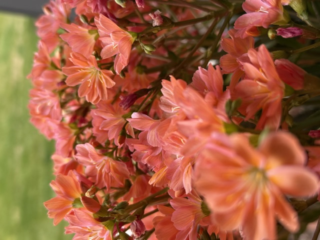 IMG_7672.jpeg