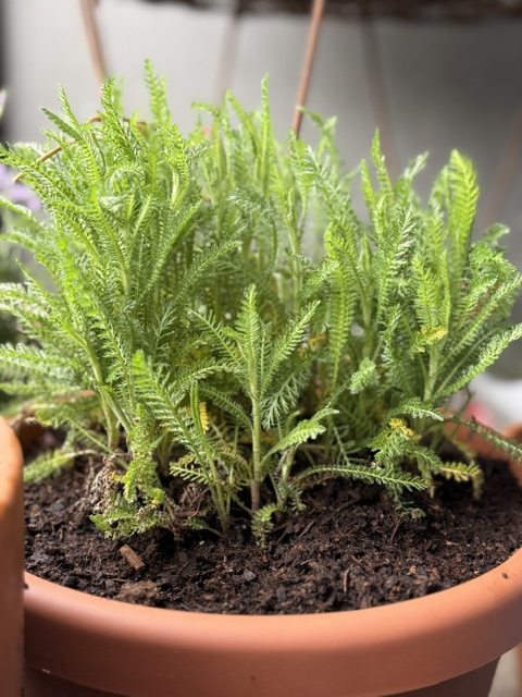Yarrow fern-like foliage
