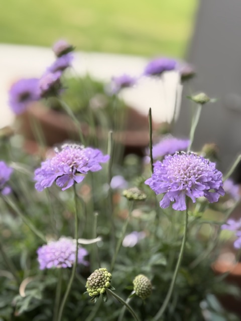 Pincushion Flower (Scabiosa)